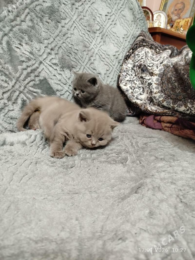 котенок - Aşgabat - img 1