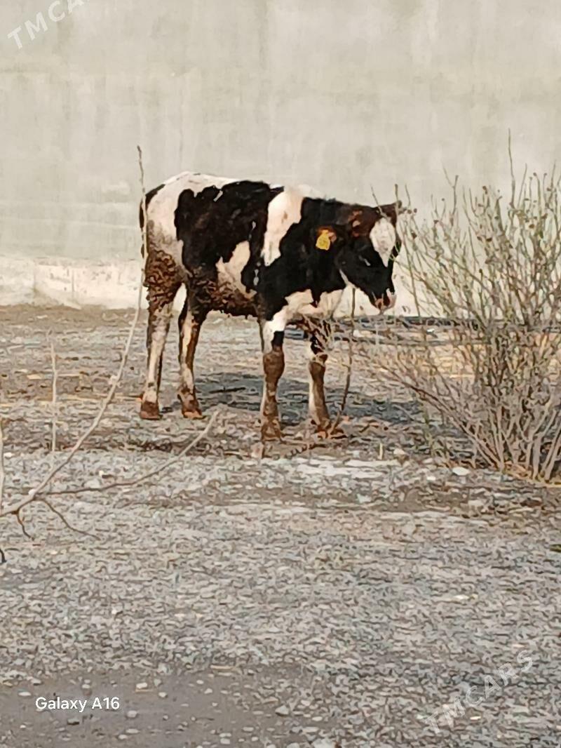 hibrid tuwe - Gökdepe - img 1