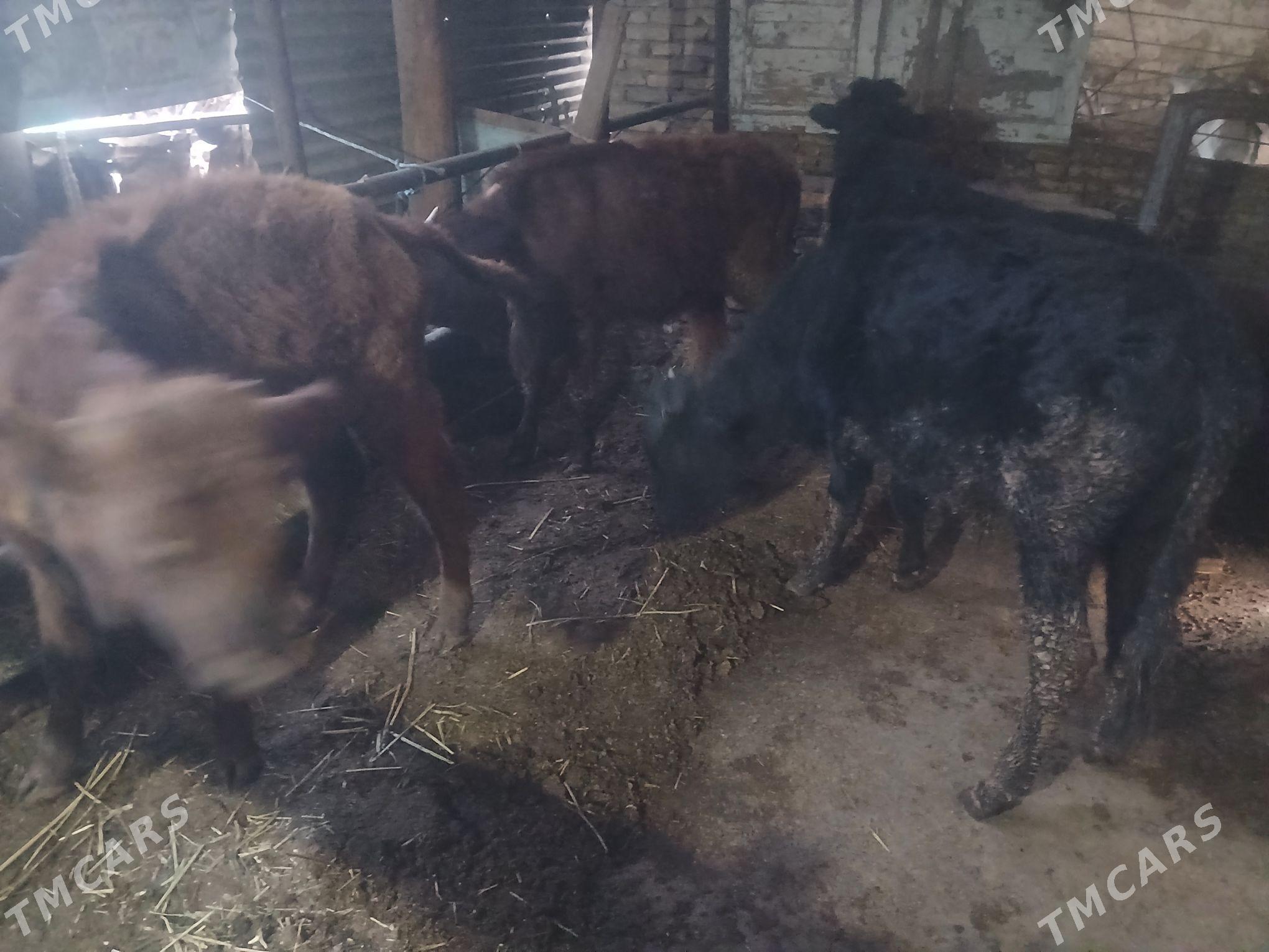 Sagdyn okuzceler - Чарджоу - img 1