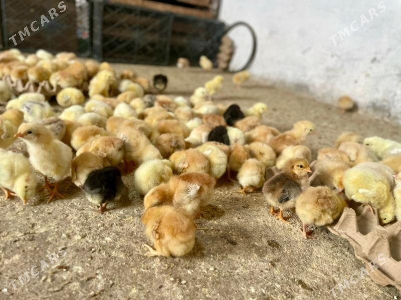 elin juyje - Гызыларбат - img 1