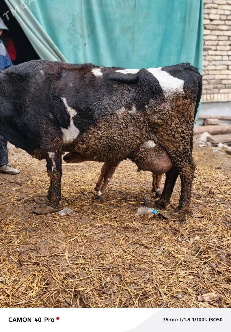 goleli sygyr - Чарджоу - img 1