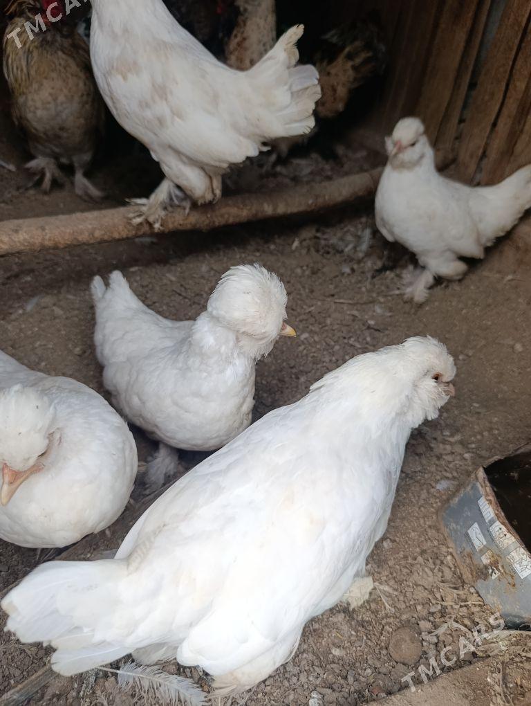 karlik - Sakar - img 1