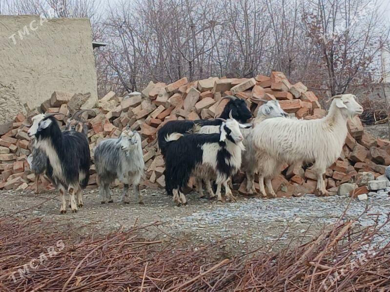 geçi gysyr - Бахарден - img 1