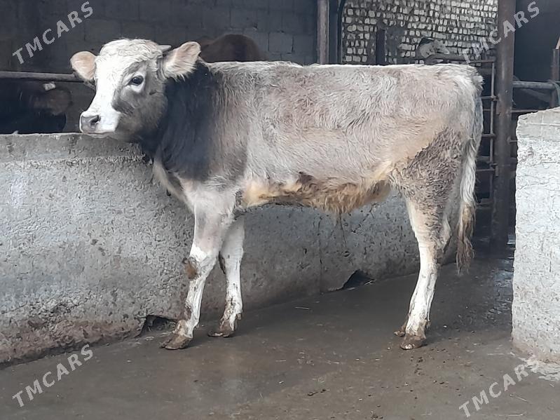 öküz - Garadamak Şor - img 1