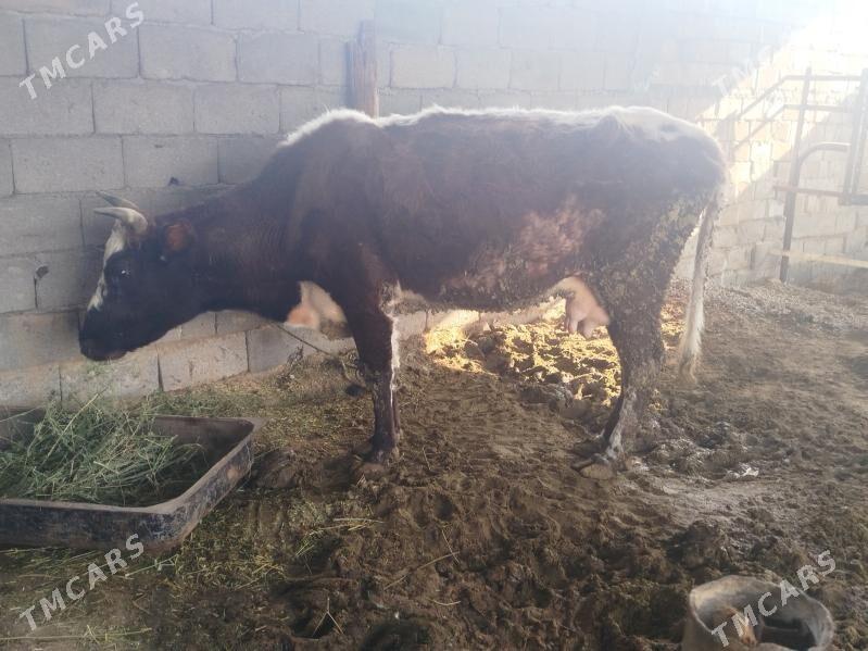 sygyr - Ашхабад - img 1