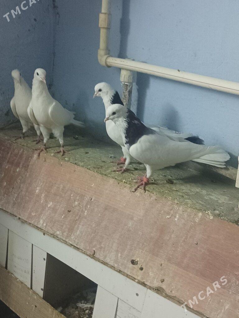 кепдери - Aşgabat - img 1