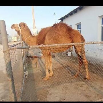 Duye - Балканабат - img 1