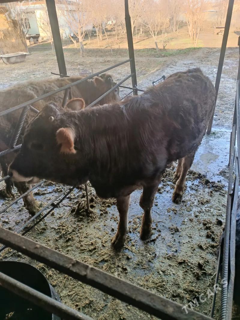 Swes okuzce - Бахарден - img 1