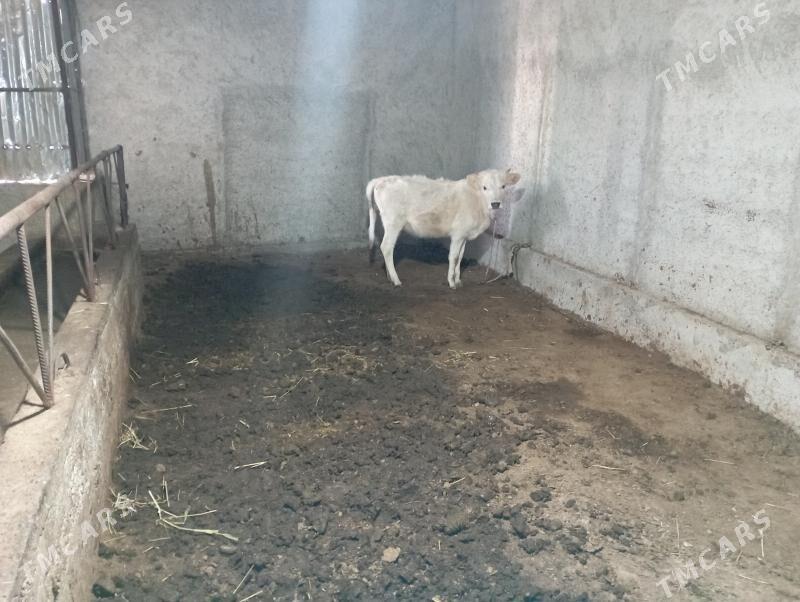 tüwwe - Гёкдепе - img 1