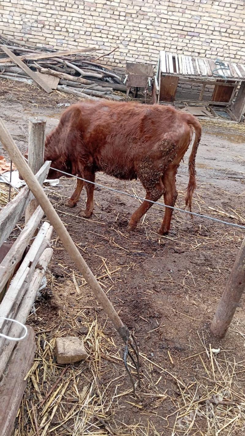 boğaz sygyr - Сакар - img 1