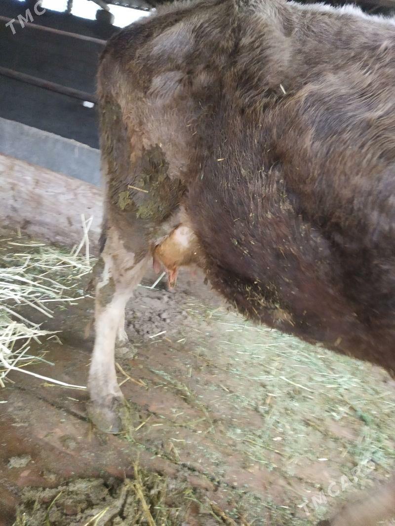 goleli sygyr - Анев - img 1