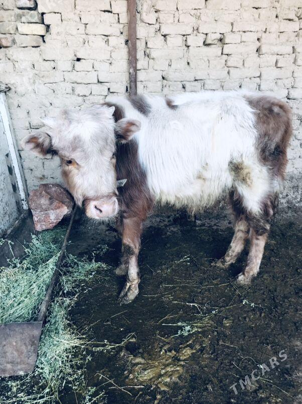 okuz - Aşgabat - img 1