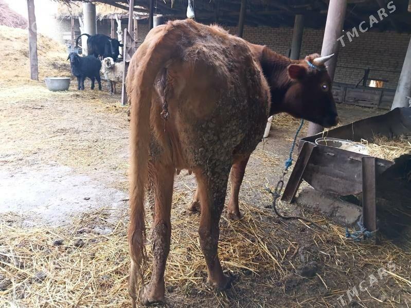 bogaz sygyr - Дянев - img 1