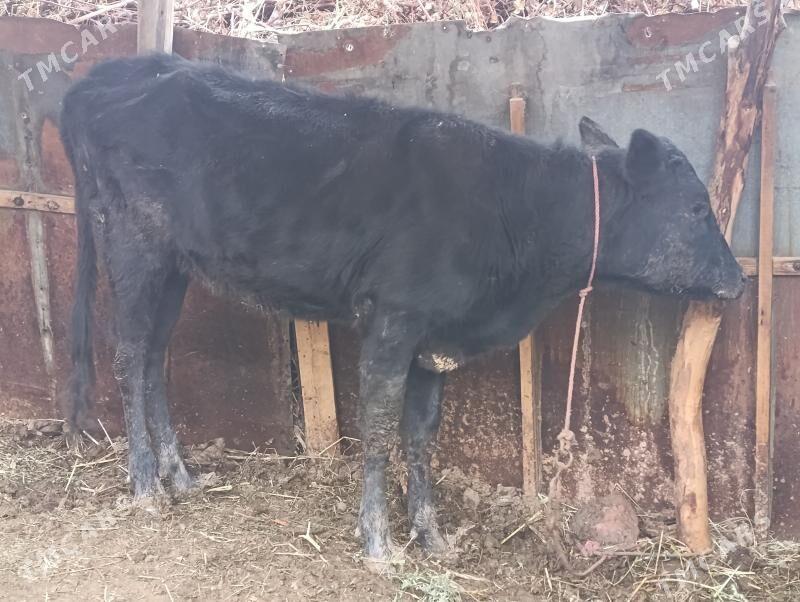 unajyn - Çärjew - img 1