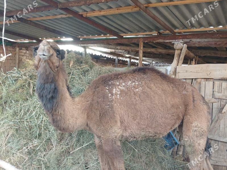 Düýe - Бабадайхан - img 1