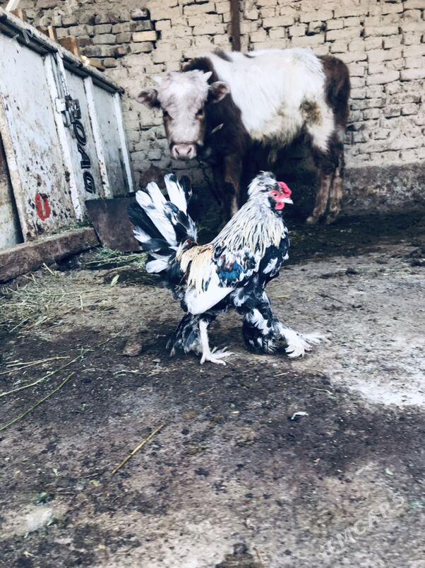 karlyk horaz - Aşgabat - img 1