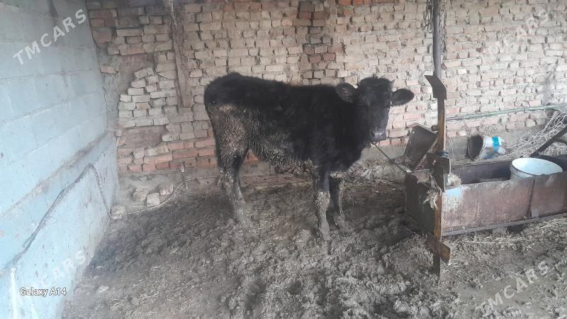 tuwe gibrit - Бахарден - img 1