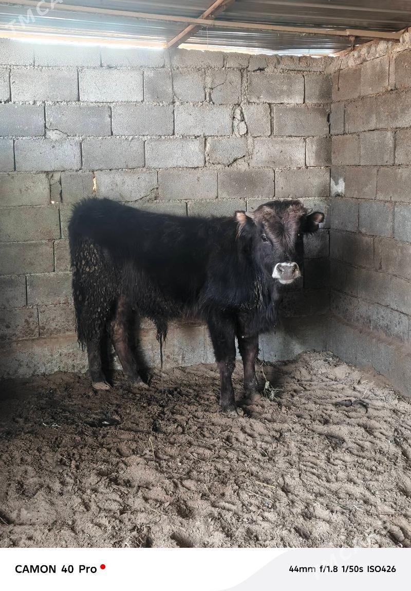 Okuz - Кипджак - img 1