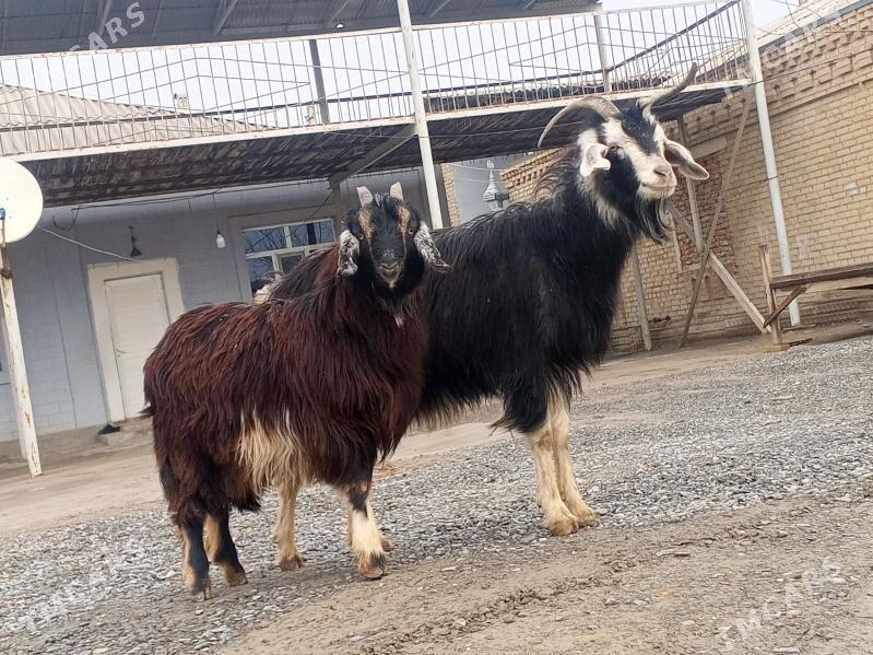 Goýunlar we geçiler - Bäherden - img 1