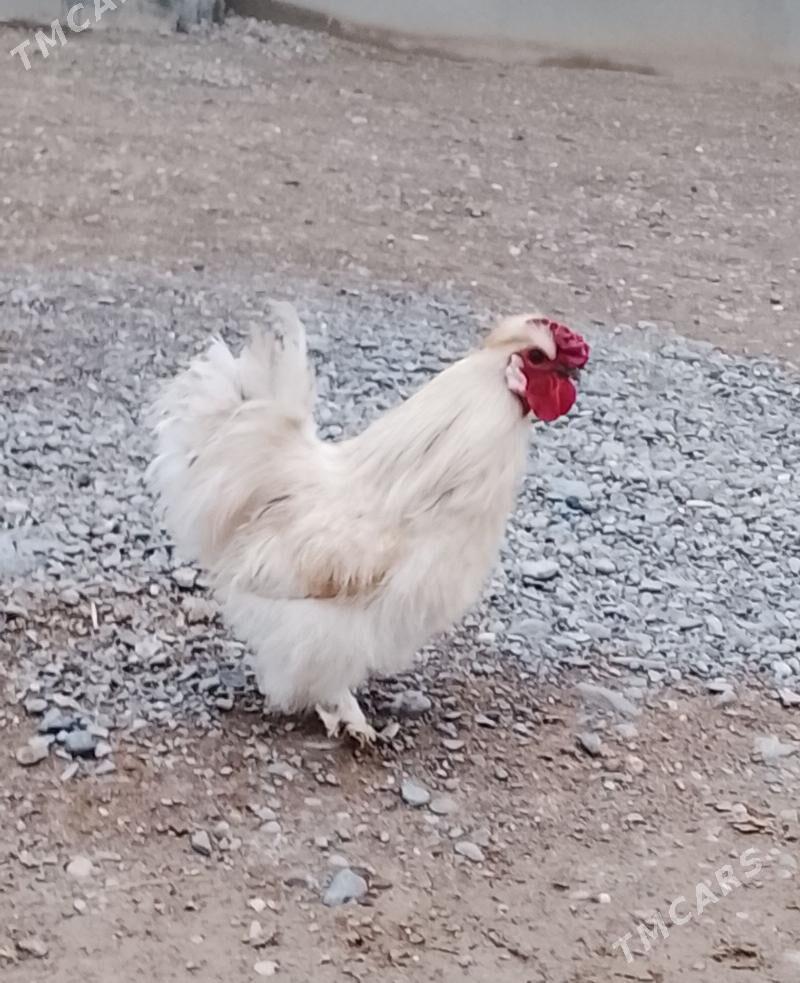 karlik horaz - Кипджак - img 1