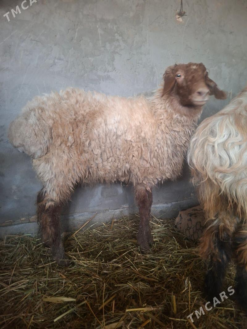 Goyun - Каракумский этрап - img 1