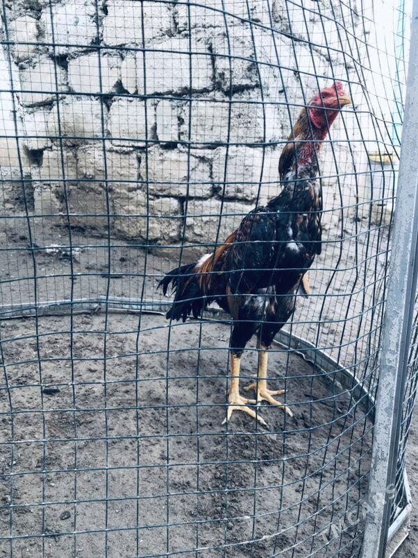 taskent horaz - Aşgabat - img 1