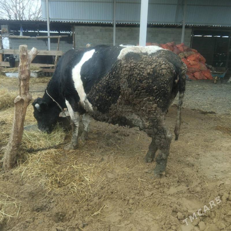 Bakylan Galeşdeÿin - Гёкдепе - img 1