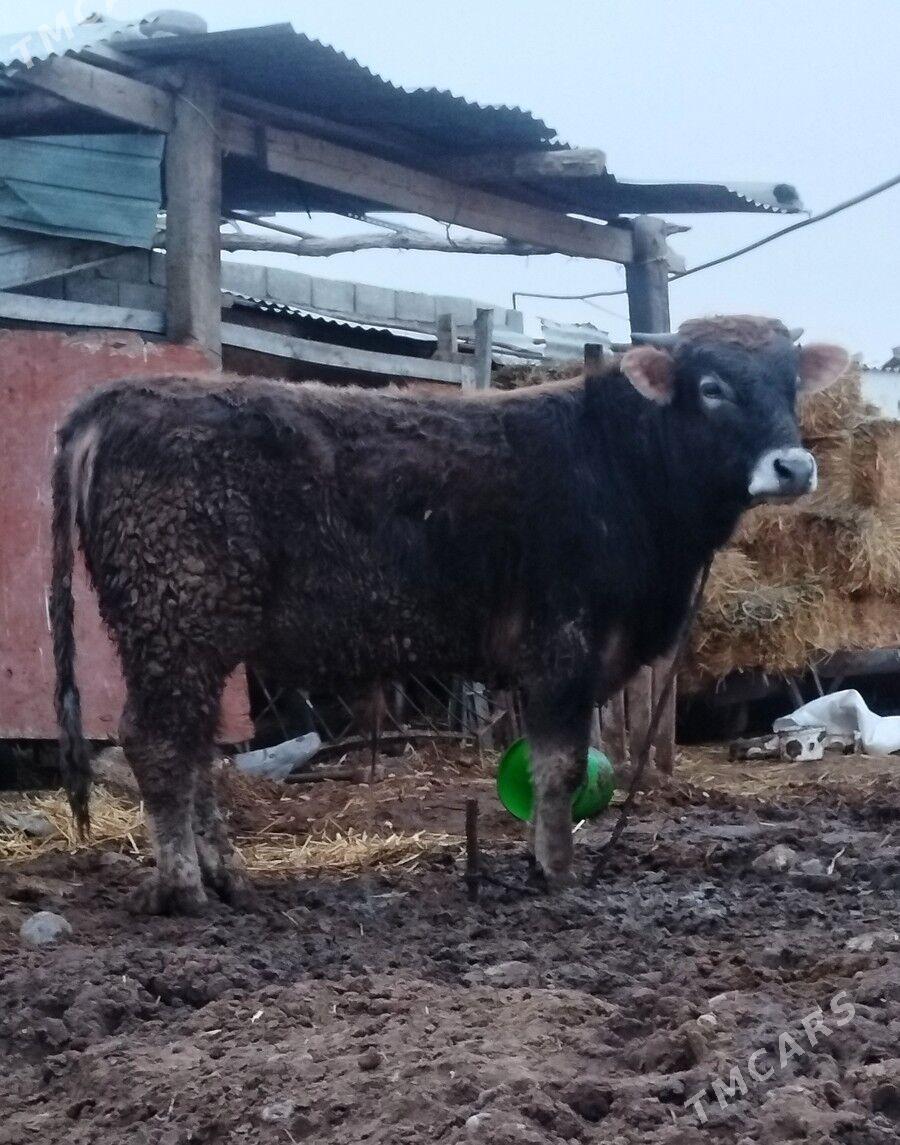 okuz - Çoganly - img 1