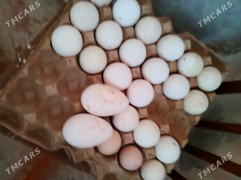 indug yymrta - Daşoguz - img 1