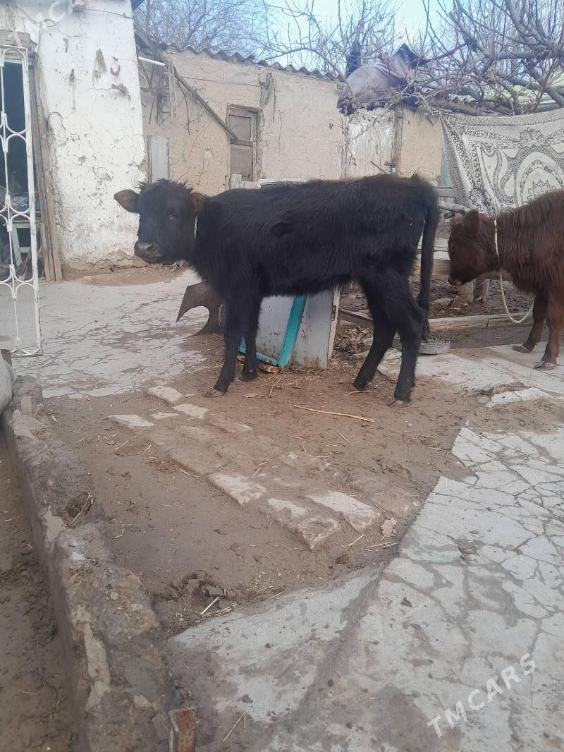 öküz we tüwe - Köşi - img 1