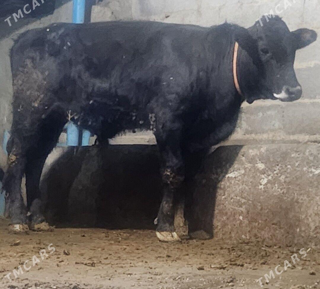 Okuz - Бахарден - img 1