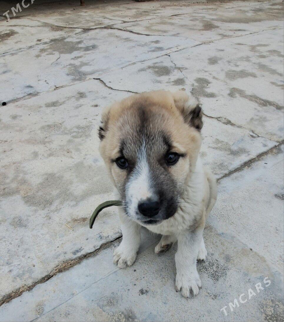 Tukmen it Alabay - Mary - img 1