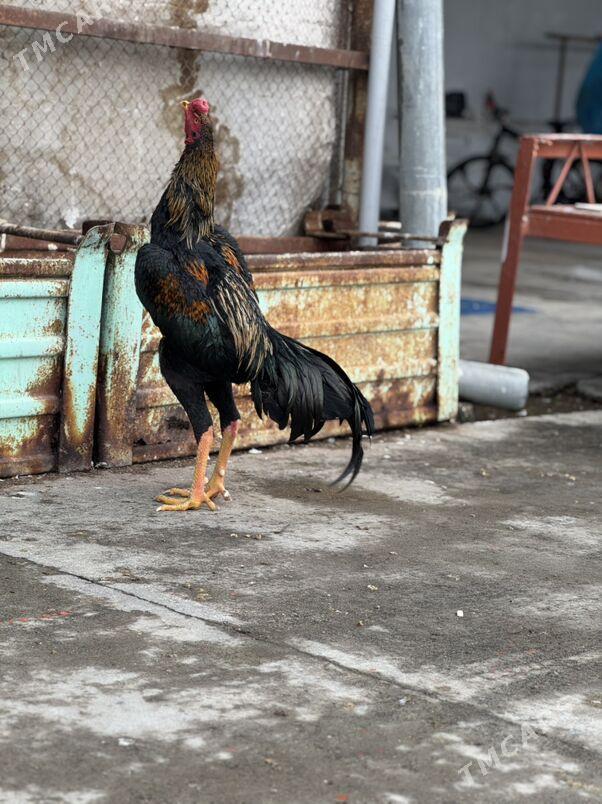 Taşkent - Hitrowka - img 1