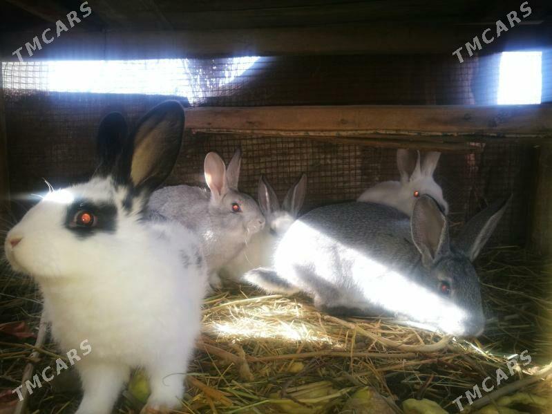 towşan - Dänew - img 1