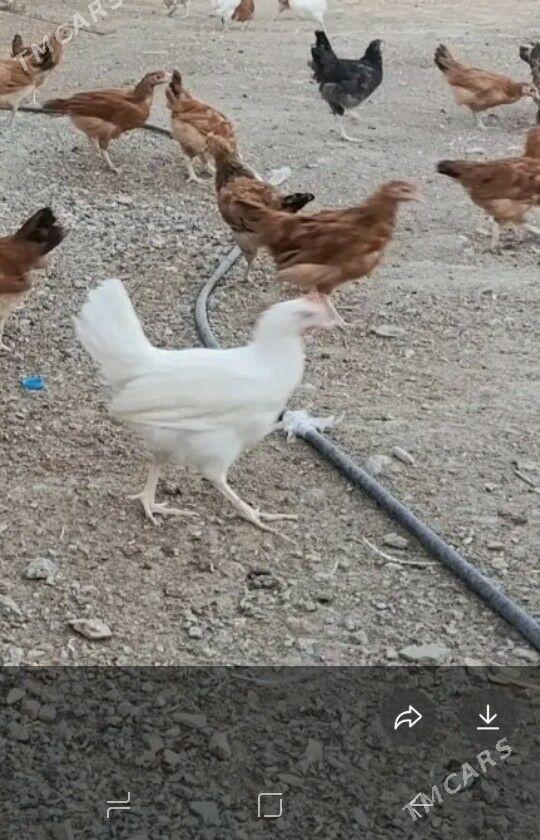 Jüje - Бахарден - img 1