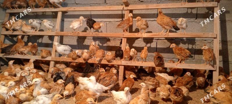 juje - Гёкдепе - img 1