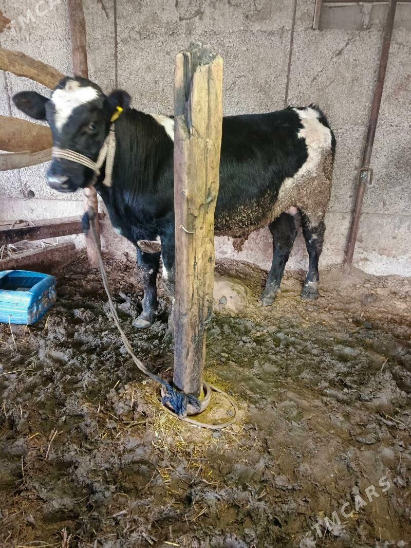 öküz - Херрикгала - img 1