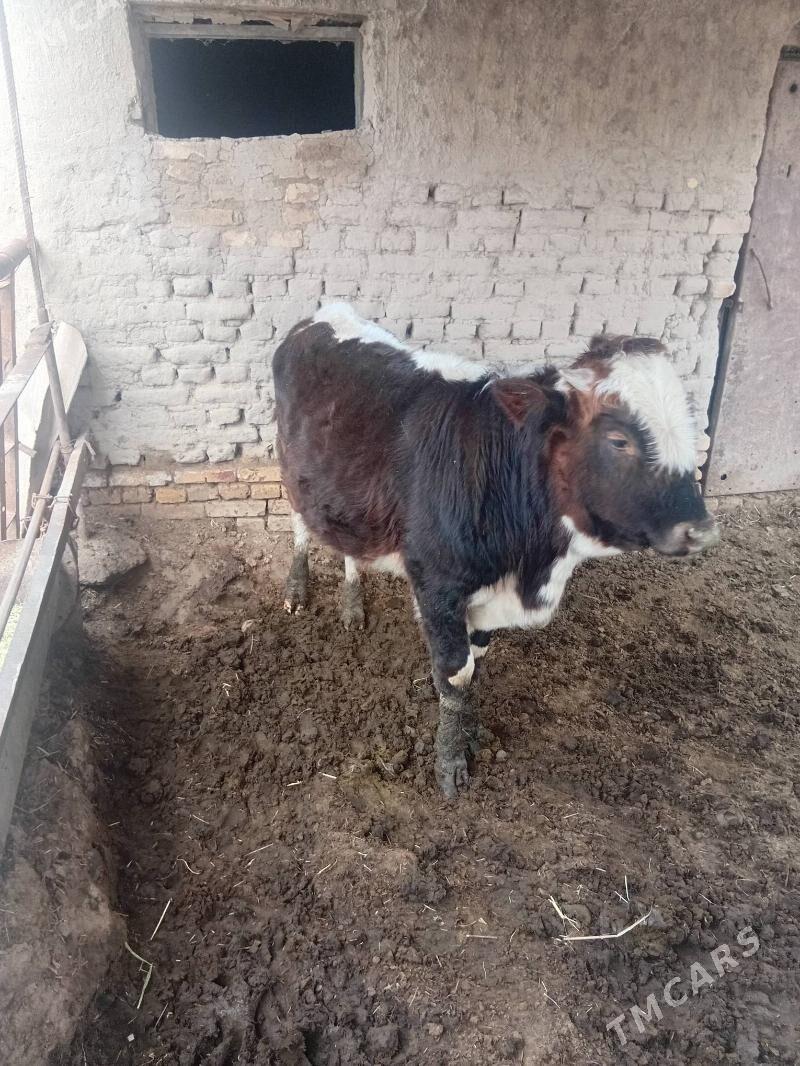 okuz - Murgap - img 1