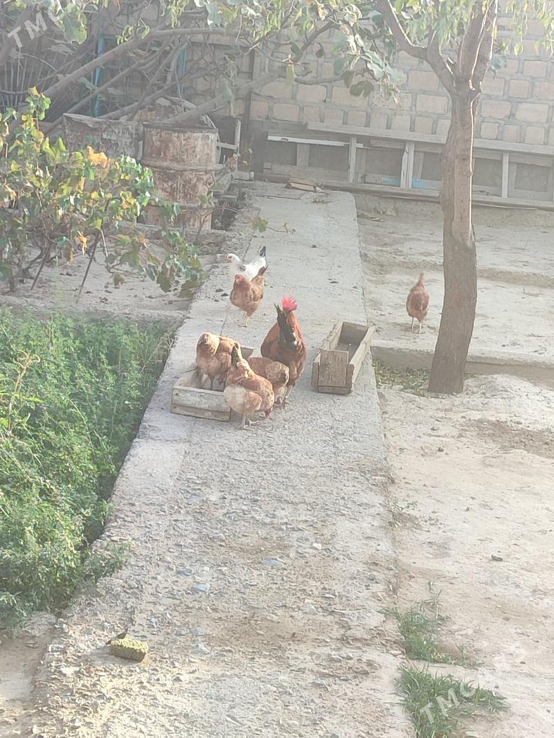 Towuk - Gyzylarbat - img 1