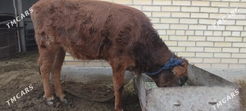 Gulajyn - Murgap - img 1