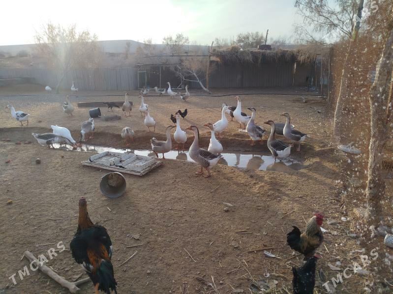 Gaz - Фарап - img 1