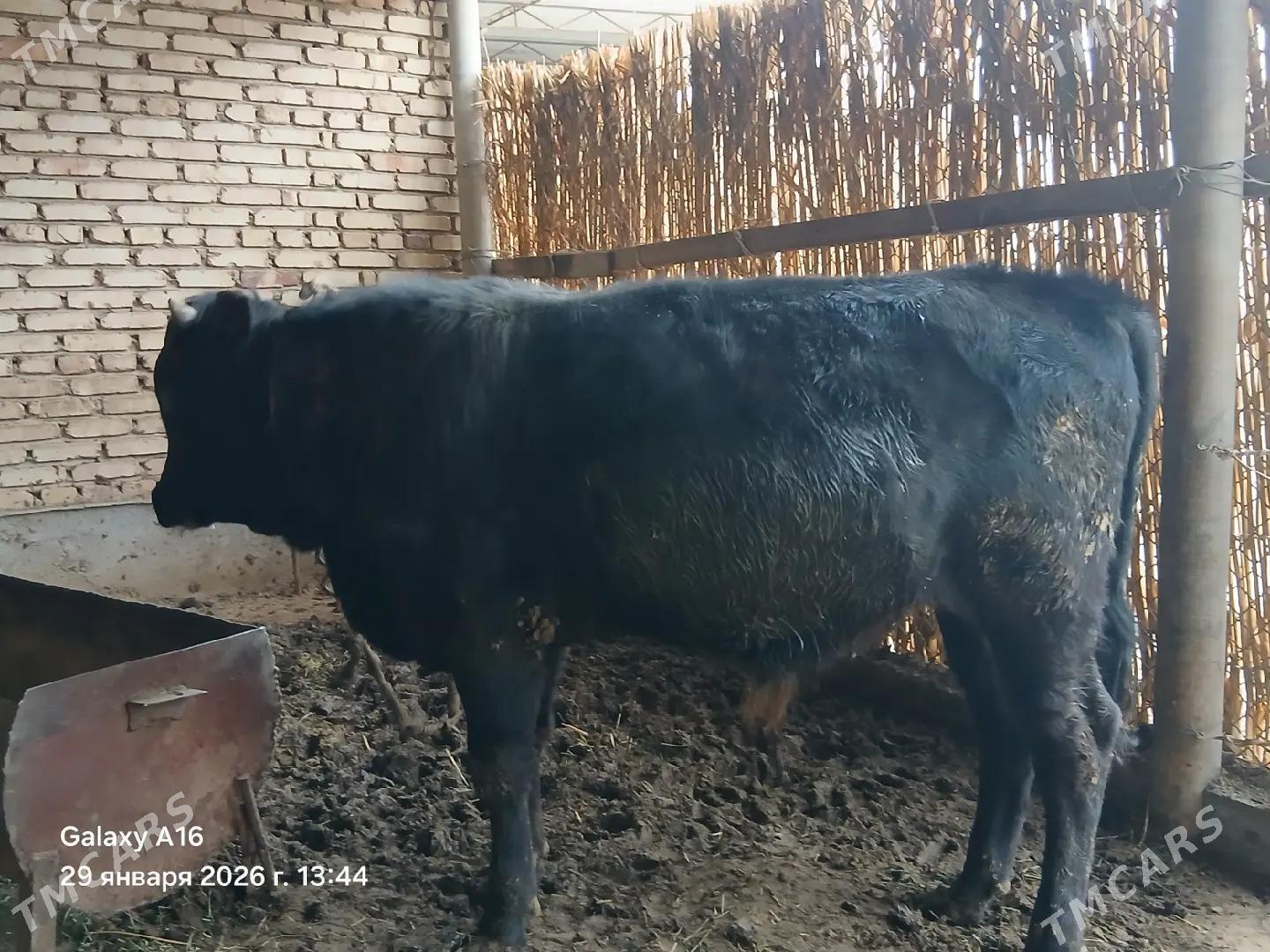 okuz - Кака - img 1