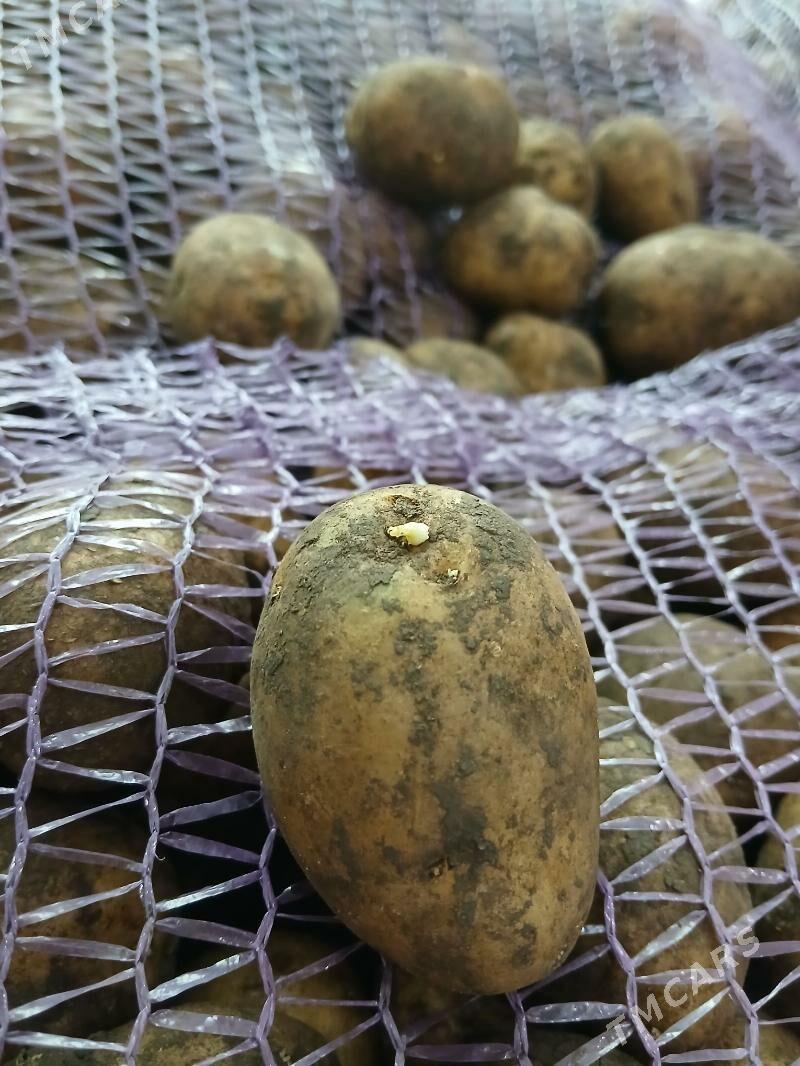 Kartoşka tohum Kalumba - Ак-Бугдайский этрап - img 1