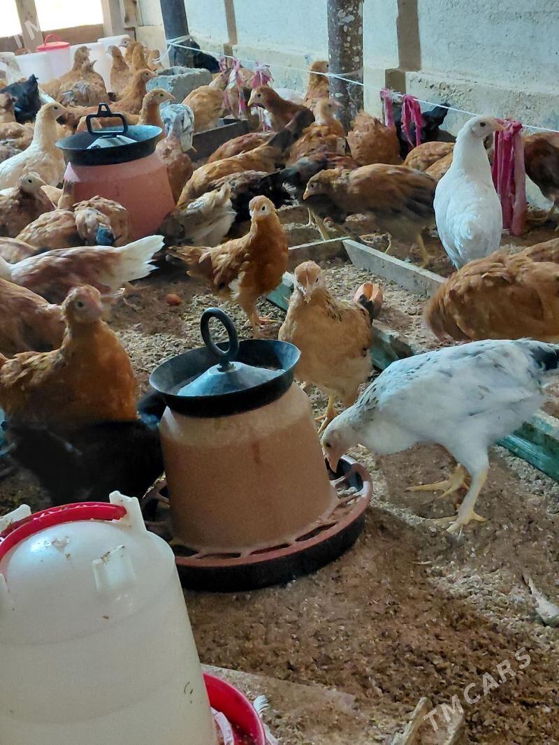 juyje - Aşgabat - img 1