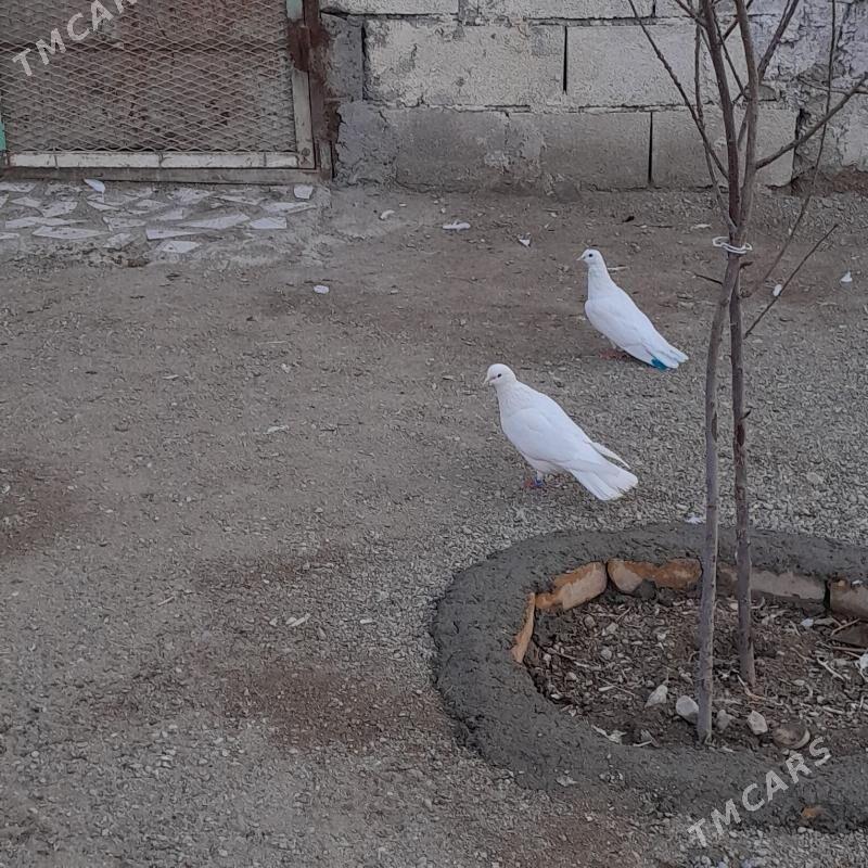 kepderi - Балканабат - img 1