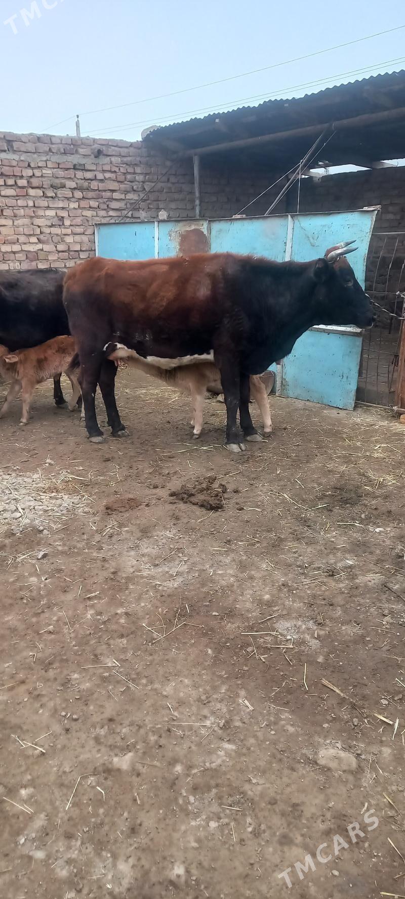 sigir goleli - Берекет - img 1