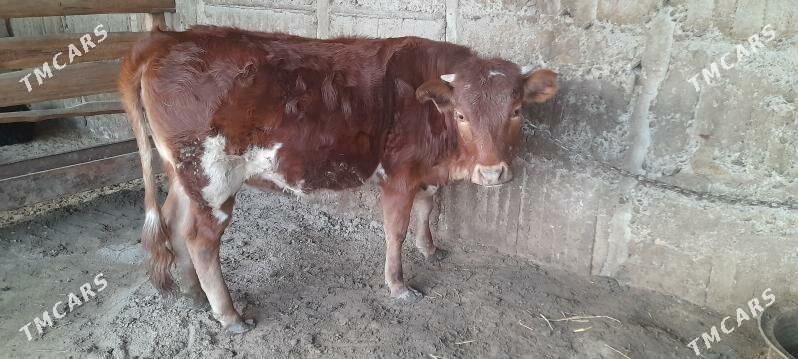 Tüwe göle bakylan - Ak bugdaý etraby - img 1