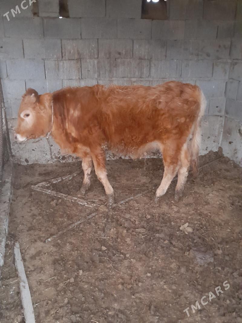 okuz - Бахарден - img 1