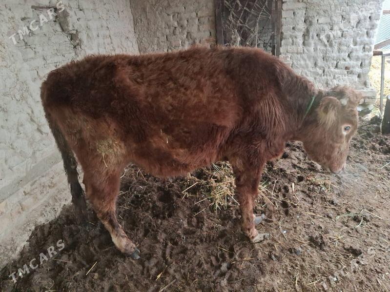 окиз - Türkmenabat - img 1