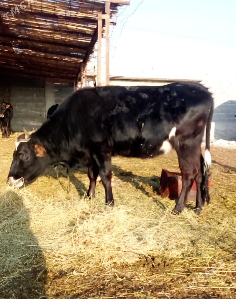 Tüwe Sygyrlar Bogaz we Tüweler - Гёкдепе - img 1